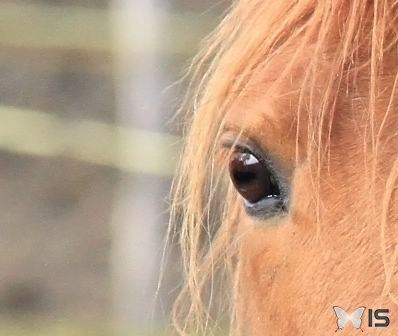 Oeil d'un cheval